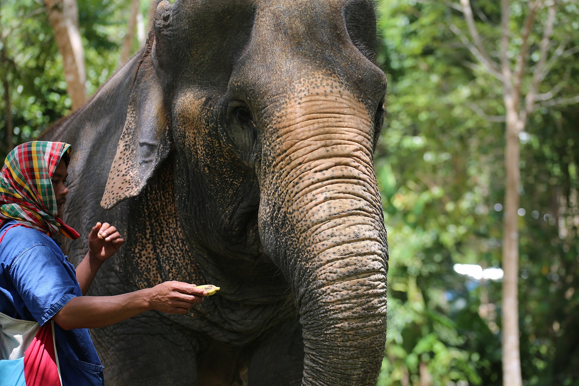 Phuket with kids: things to do and places to go